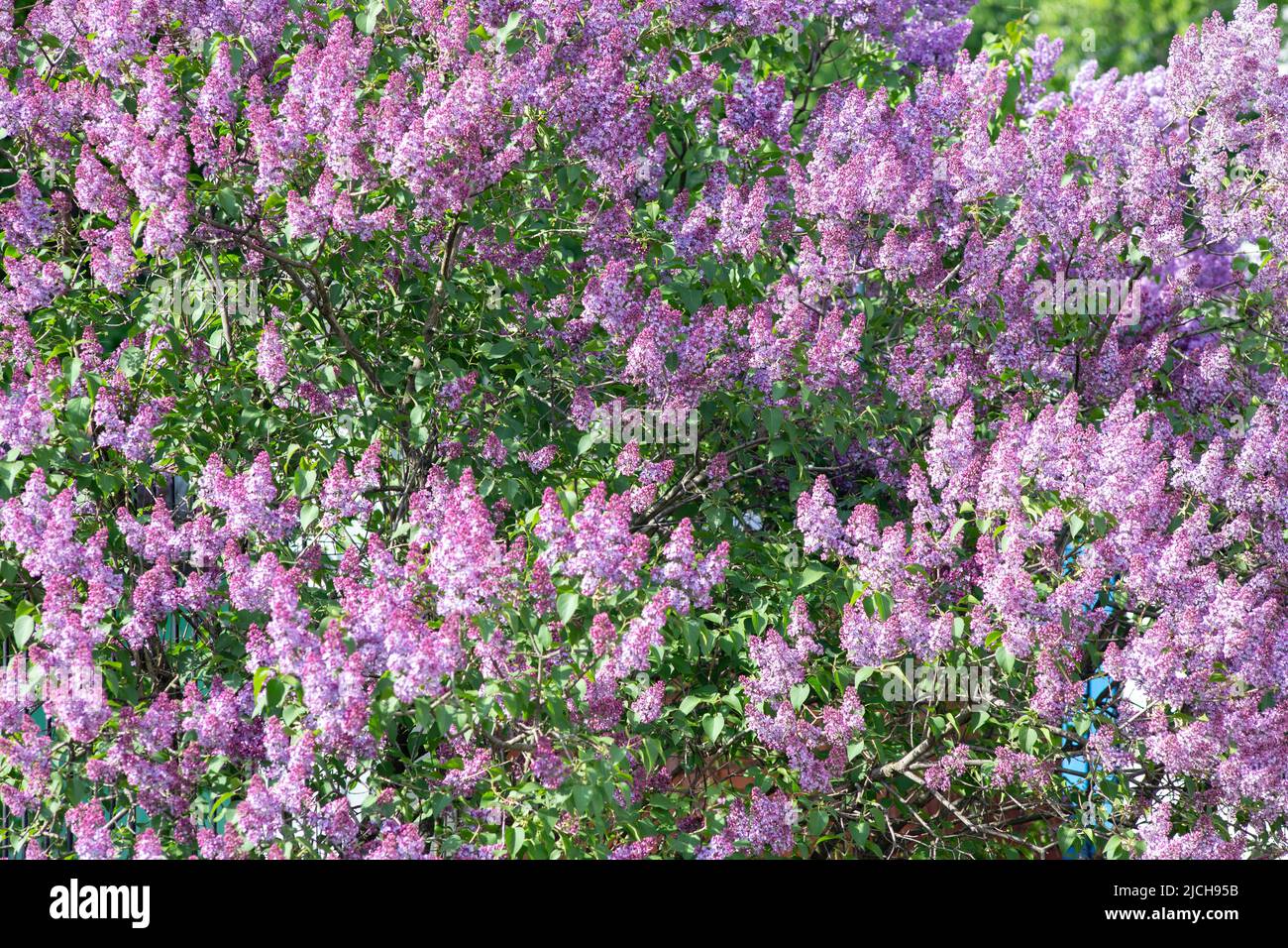 Lilac branches and flowers fill the entire frame Stock Photo - Alamy
