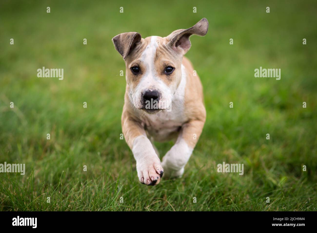 American Pit Bull Terrier puppy Stock Photo
