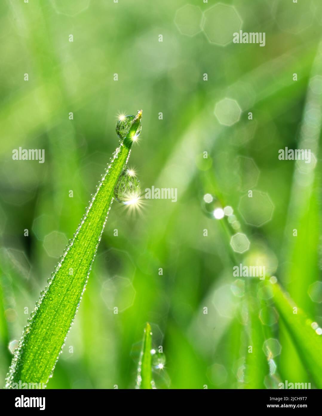Green grass covered with sparkling dew drops close-up. Purity and freshness concept. Nature background. Stock Photo