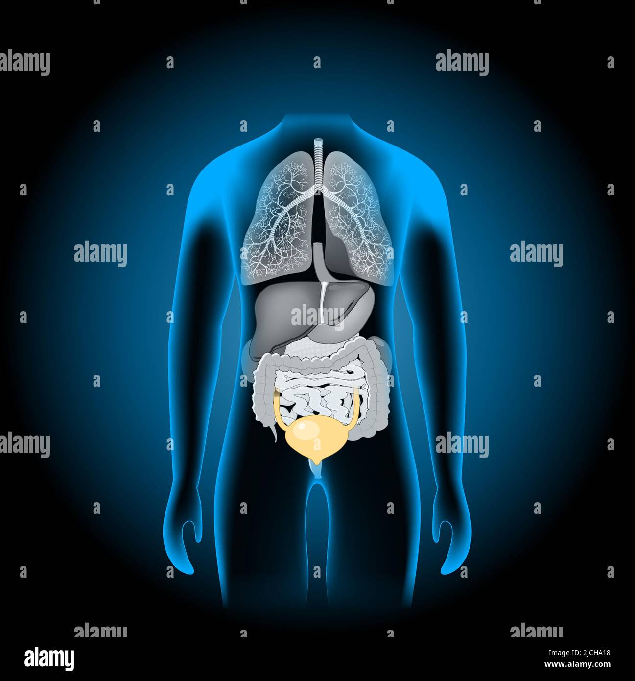 Human internal organs. x-ray blue realistic torso. Human body silhouette on dark background. Vector poster Stock Vector