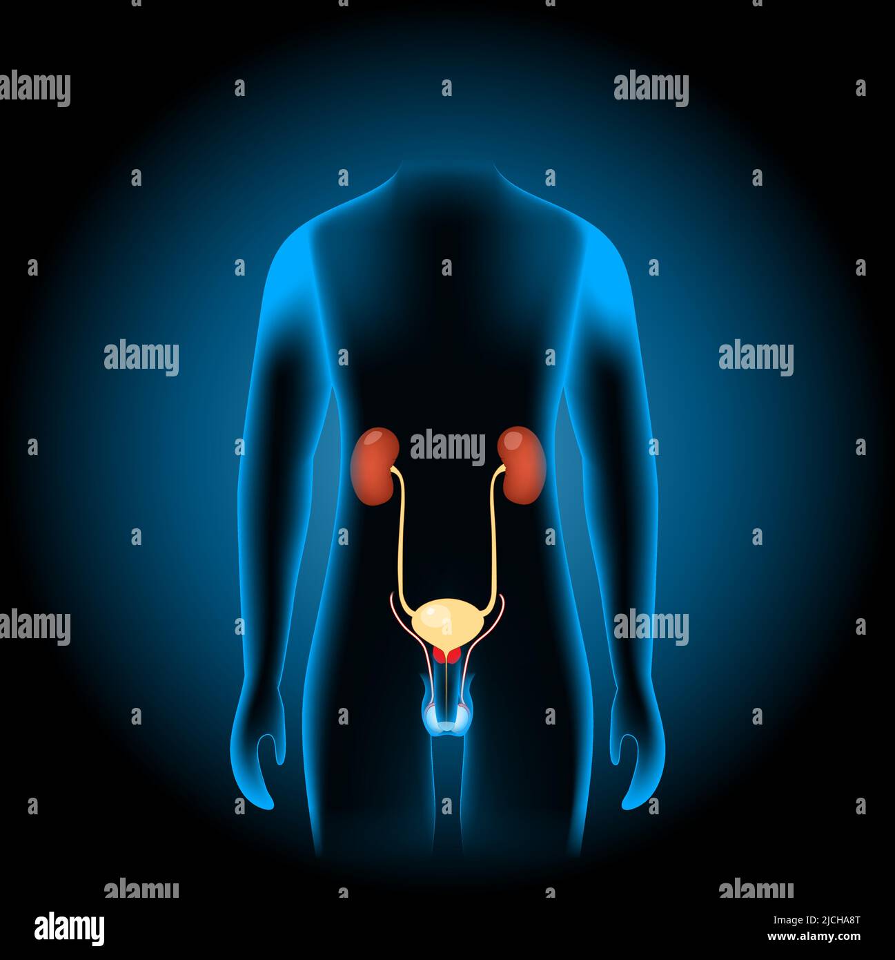 Male Genitourinary system consists of the kidneys, ureters, bladder