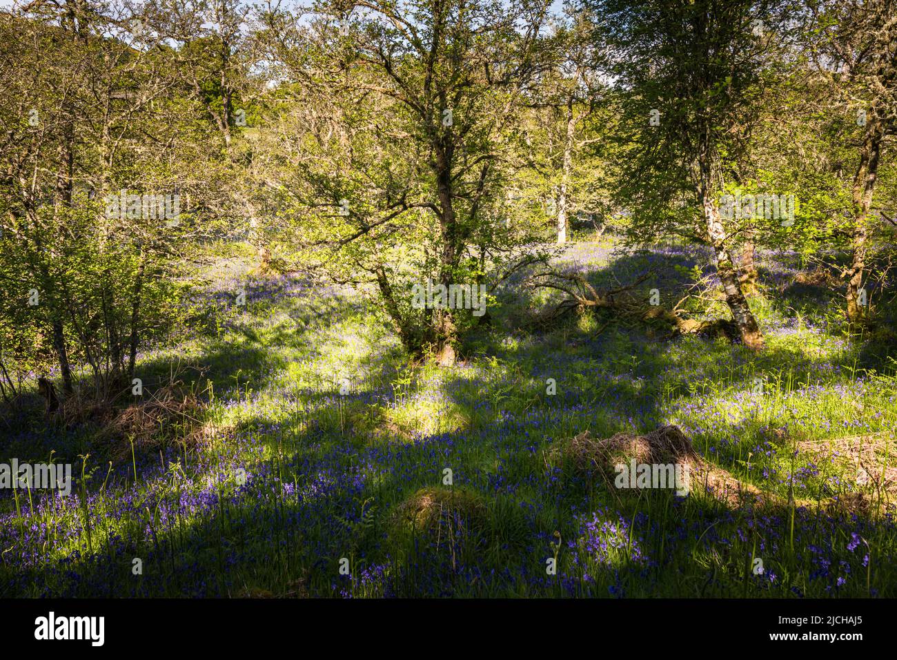 A sunny, summer HDR image of a Bluebell, Hyacinthoides non-scripta, wood on the banks of the River Glass in Strathglass, Scotland. 02 June 2022 Stock Photo
