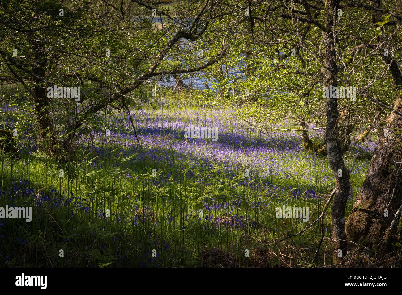 A sunny, summer HDR image of a Bluebell, Hyacinthoides non-scripta, wood on the banks of the River Glass in Strathglass, Scotland. 02 June 2022 Stock Photo