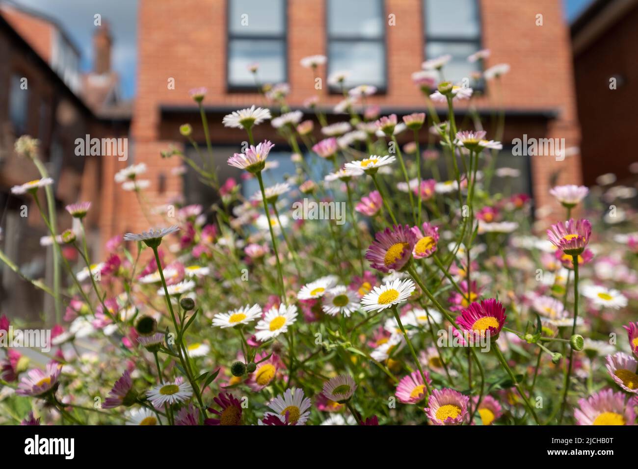 Garden in Pinner, UK, with new red brick extension and three tall windows behind. Rock garden with Mexican daisies, Erigeron Karvinskianus in front. Stock Photo
