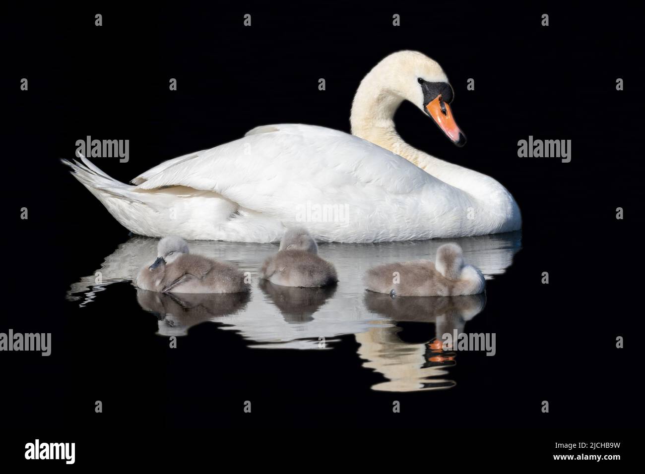 White swan with three sleeping chicks or cygnets 'Cygnus olor'. Isolated against dark background. Reflection on water. Grand Canal, Dublin, Ireland Stock Photo