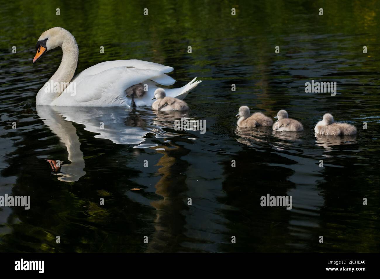 Baby swan cygnets swimming in water with mother, one climbing under her wing. Five fluffy birds 'Cygnus olor'. Reflection Grand Canal, Dublin, Ireland Stock Photo