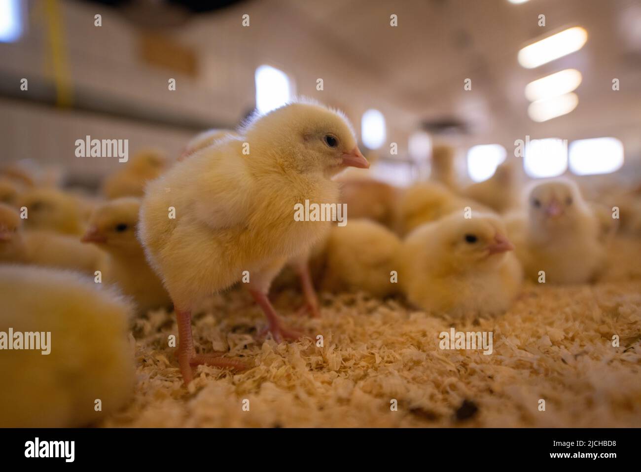Young chicken chicks in poultry shed, organic poultry farm, Wales, UK Stock Photo