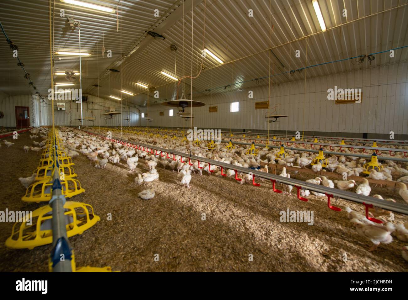 Young chickens in poultry shed, organic farm, Wales, UK Stock Photo Alamy