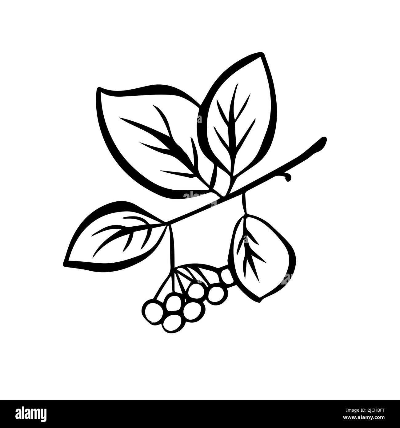 Contour drawing of a rowan twig with berries. Doodle style. Vector Stock Vector