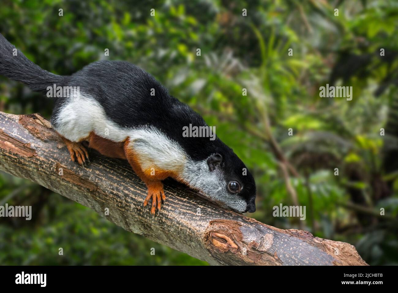 Prevost's squirrel / Asian tri-colored squirrel (Callosciurus prevostii) in tropical rain forest, native to the Thai-Malay Peninsula, Sumatra, Borneo Stock Photo