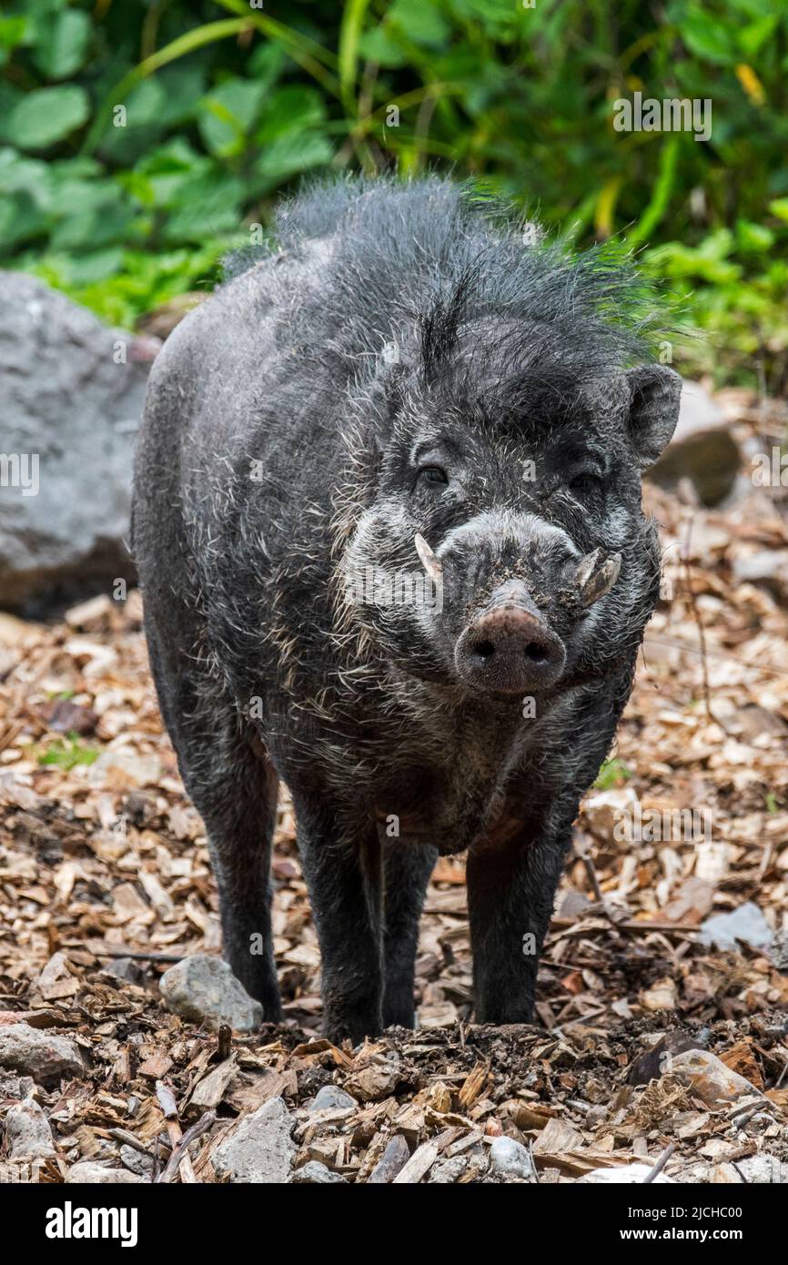 Visayan warty pig (Sus cebifrons), critically endangered wild pig endemic to the Visayan Islands in the Philippines Stock Photo