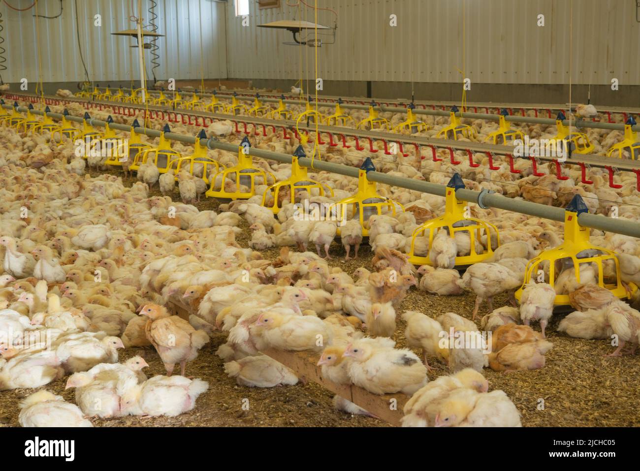 Young chickens in poultry shed, organic farm, Wales, UK Stock Photo Alamy