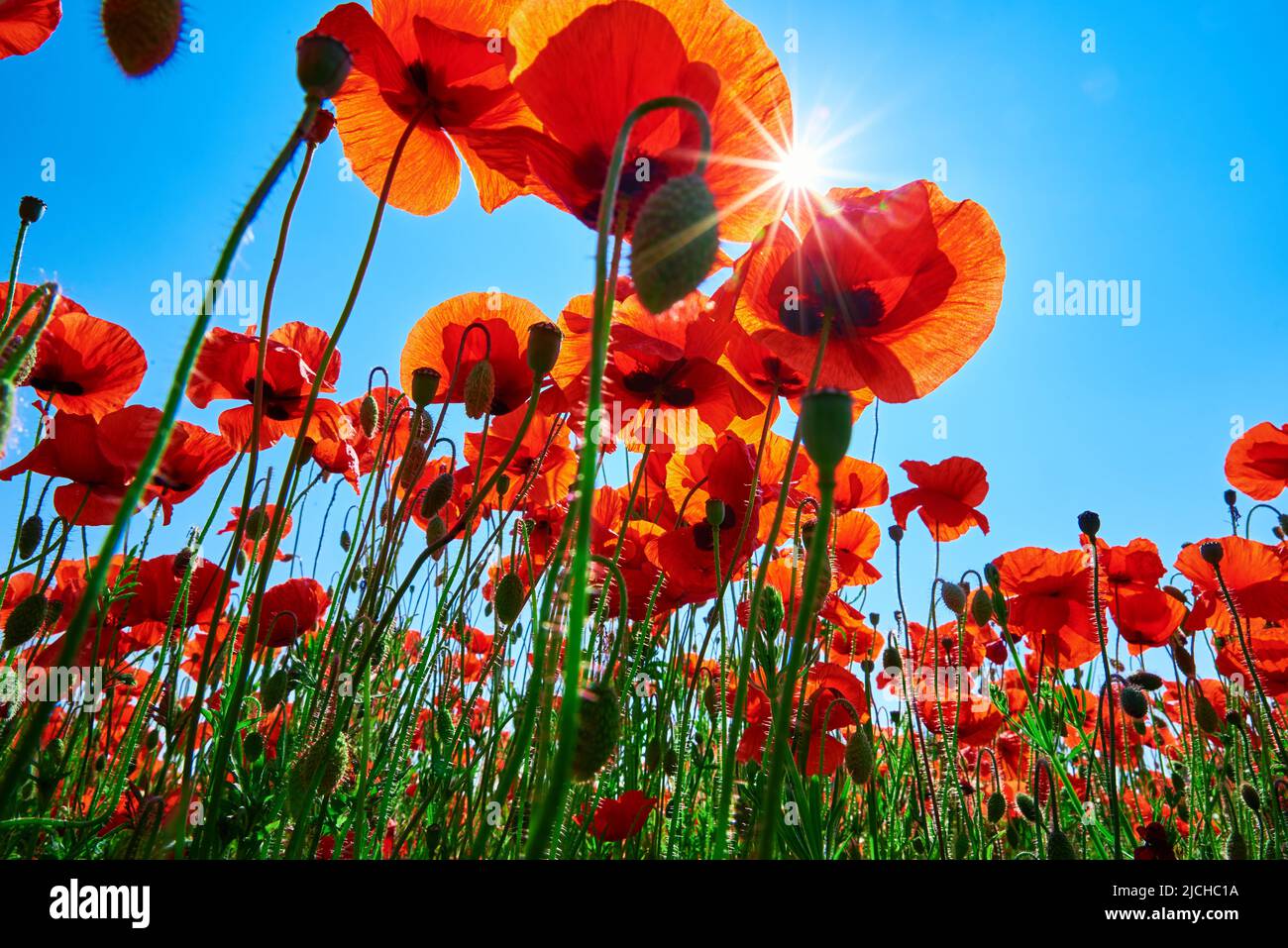 Blooming red poppy flowers in green field against blue sky with sunbeam ...