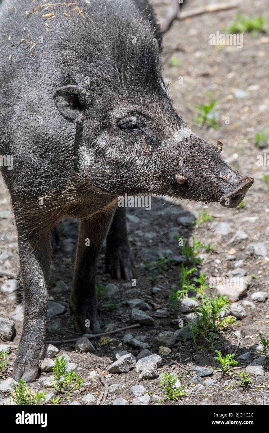 Visayan warty pig (Sus cebifrons) with large tusks, critically endangered wild pig endemic to the Visayan Islands in the Philippines Stock Photo