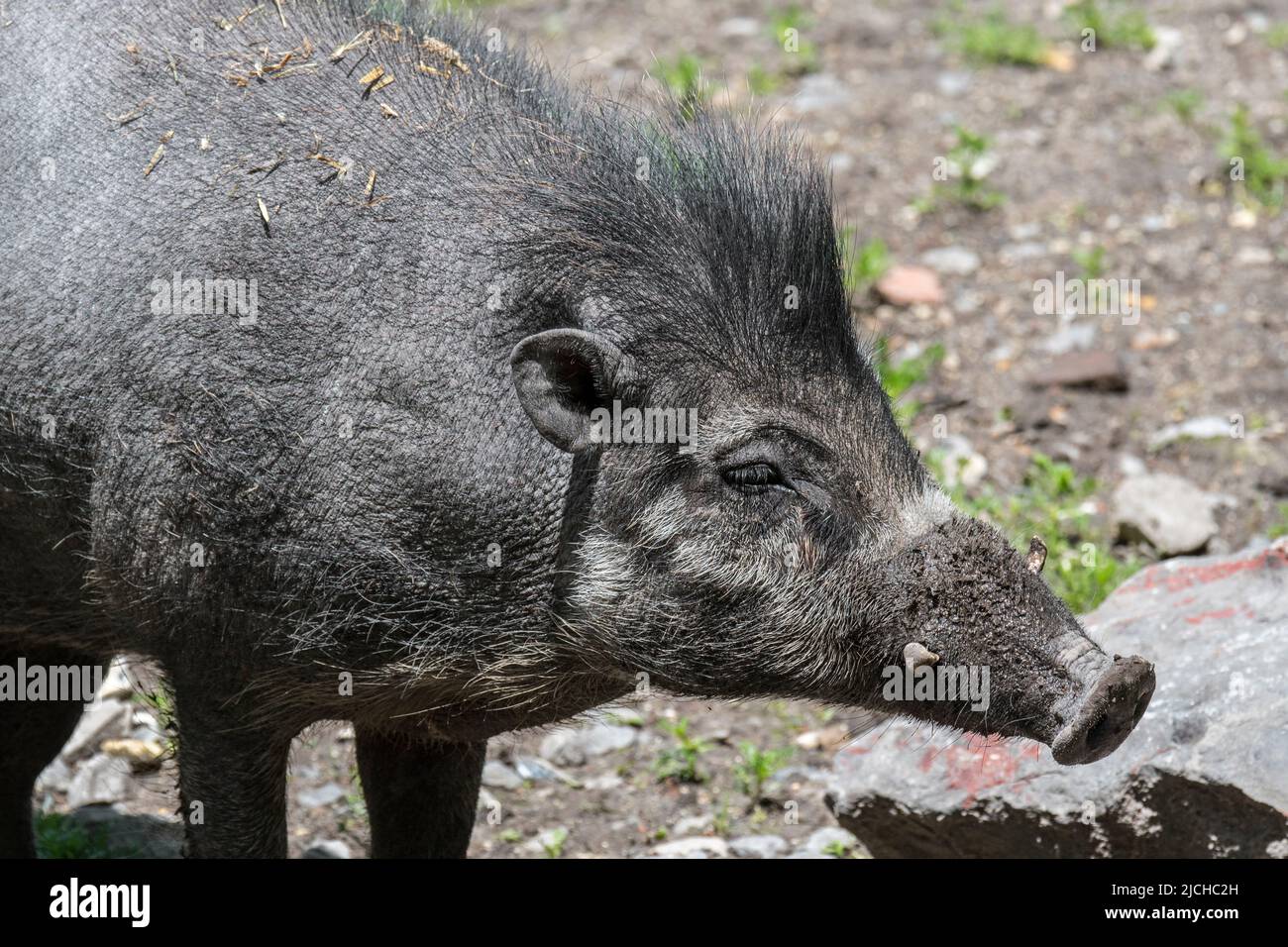 Visayan warty pig (Sus cebifrons), critically endangered wild pig endemic to the Visayan Islands in the Philippines Stock Photo
