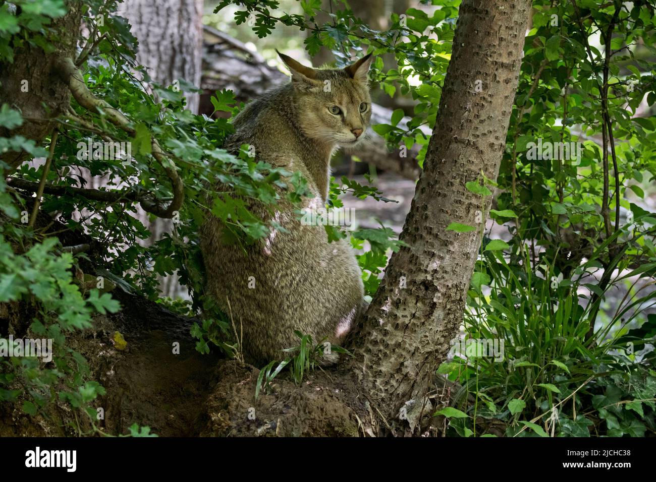 Jungle cat / reed cat / swamp cat (Felis chaus / Felis catolynx) in marshland, native to the Middle East, the Caucasus, South Asia and southern China Stock Photo
