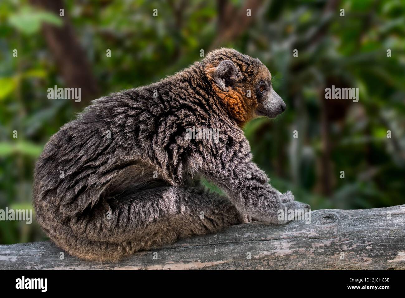 Mongoose lemur (Eulemur mongoz / Lemur albimanus), primate native to Madagascar and introduced to the Comoros Islands, Africa Stock Photo