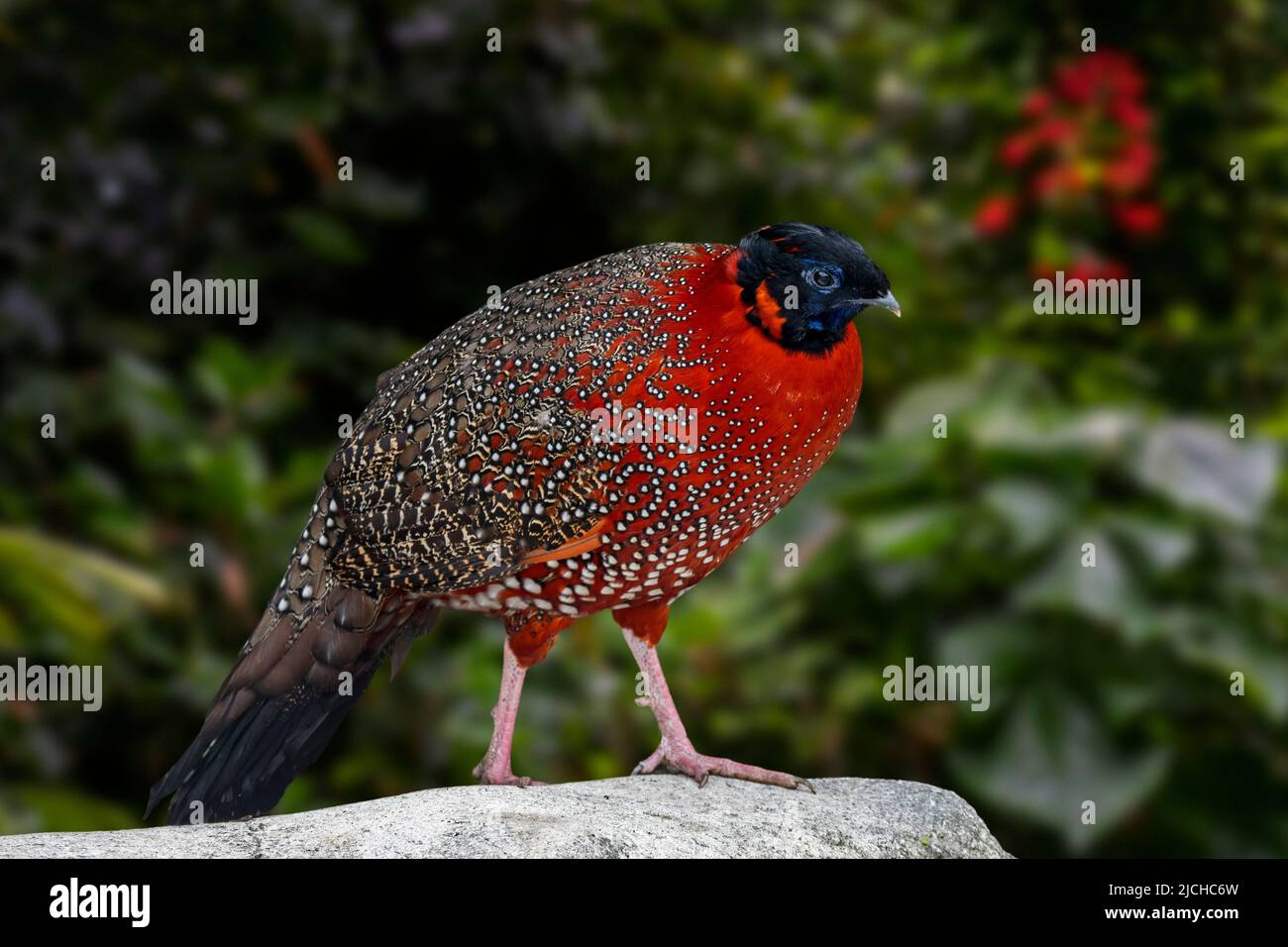 Satyr tragopan / crimson horned pheasant (Tragopan satyra) male in forest, native to the Himalayan reaches of India, Tibet, Nepal and Bhutan Stock Photo