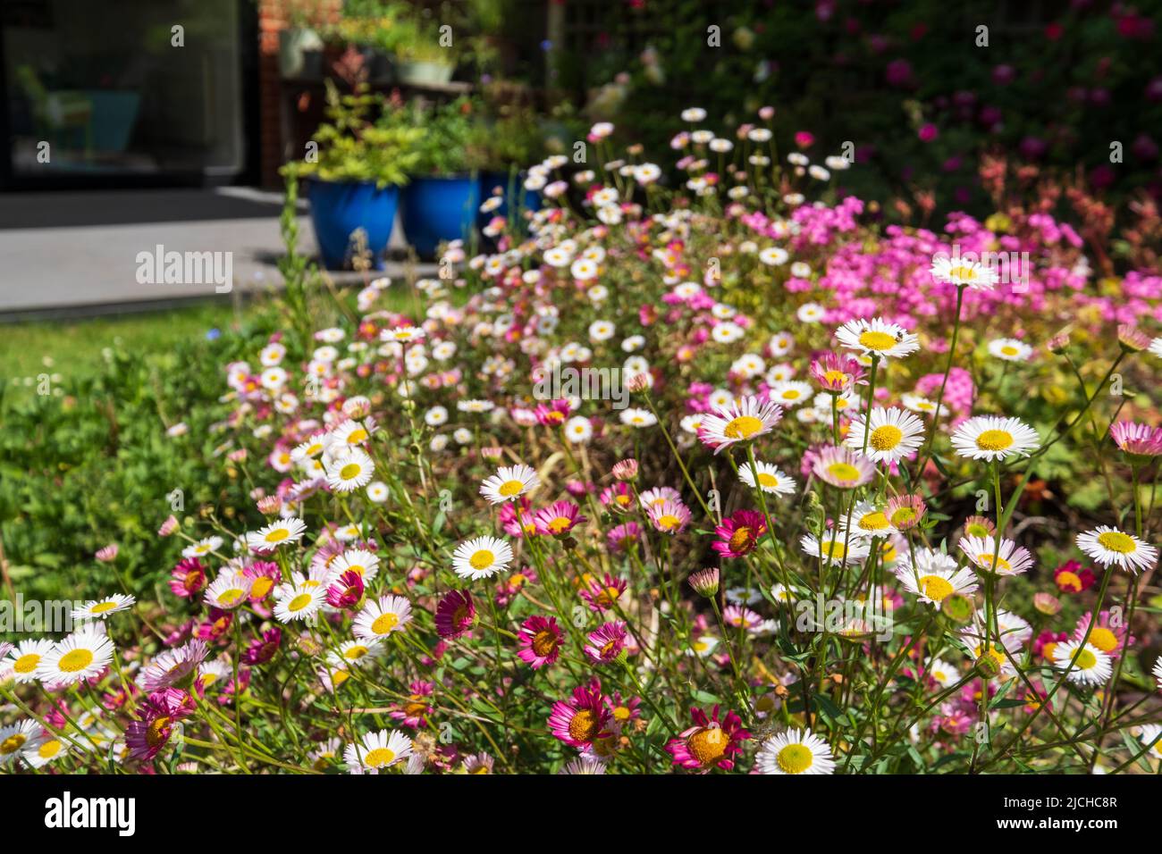 Garden in Pinner, UK, with new red brick extension and three tall windows behind. Rock garden with Mexican daisies, Erigeron Karvinskianus in front. Stock Photo