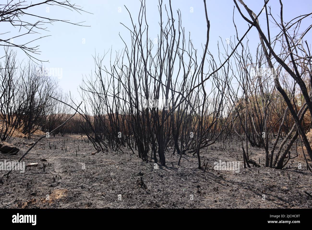 A black and sad sight of vegetation and scorched earth following a fire Stock Photo