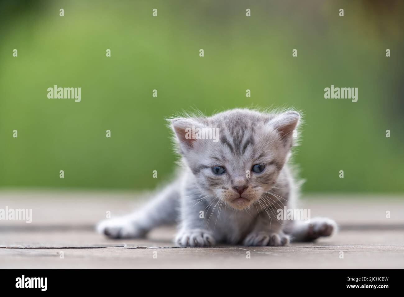 Little newborn gray kitten are waiting for the cat. Cute funny home ...