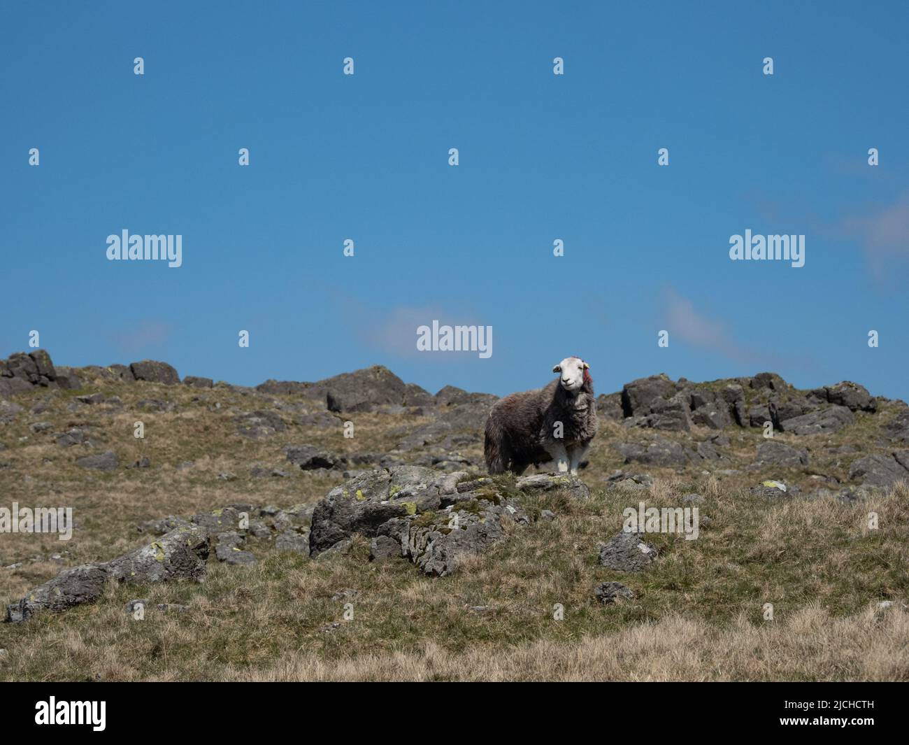 Herdwyck sheep on fell side in western Lake District Stock Photo