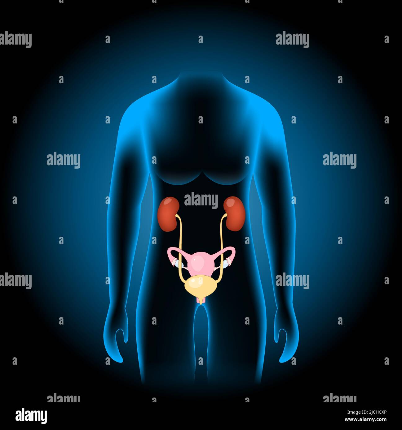 Female Genitourinary system consists of the kidneys, ureters, bladder, urethra and sex organs. reproductive and urinary system into x-ray blue Stock Vector