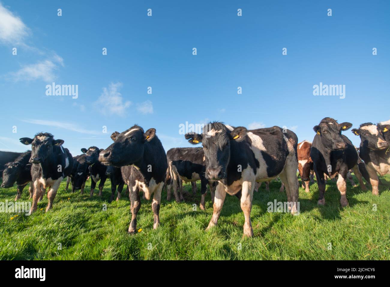 Herd of dairy cows in field, Wales, UK Stock Photo