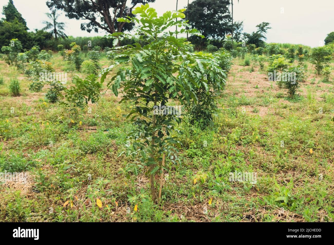 Young eucalyptus tree on the farm. Industrial eucalyptus plantation