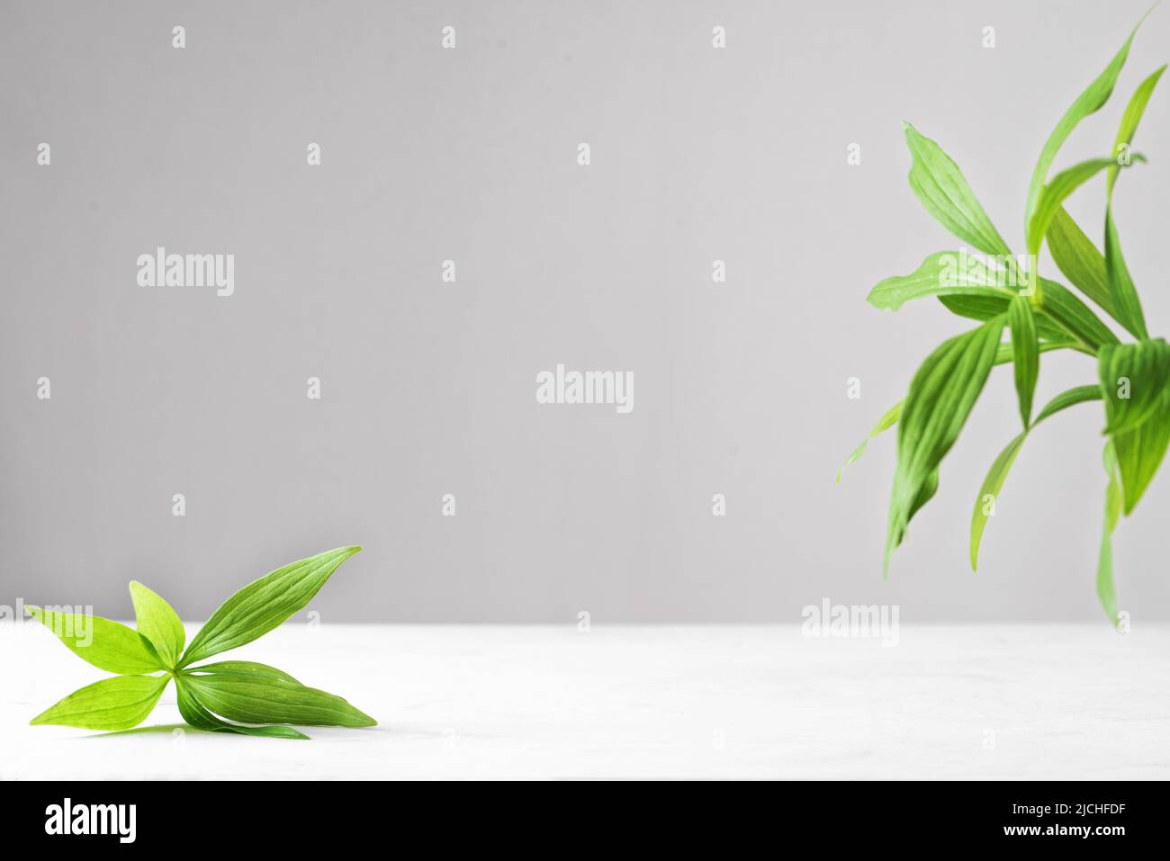 Empty table top, green leaves and gray backdrop, scene with copy space for your products presentation. Empty modern minimal mock up for cosmetic, skin Stock Photo