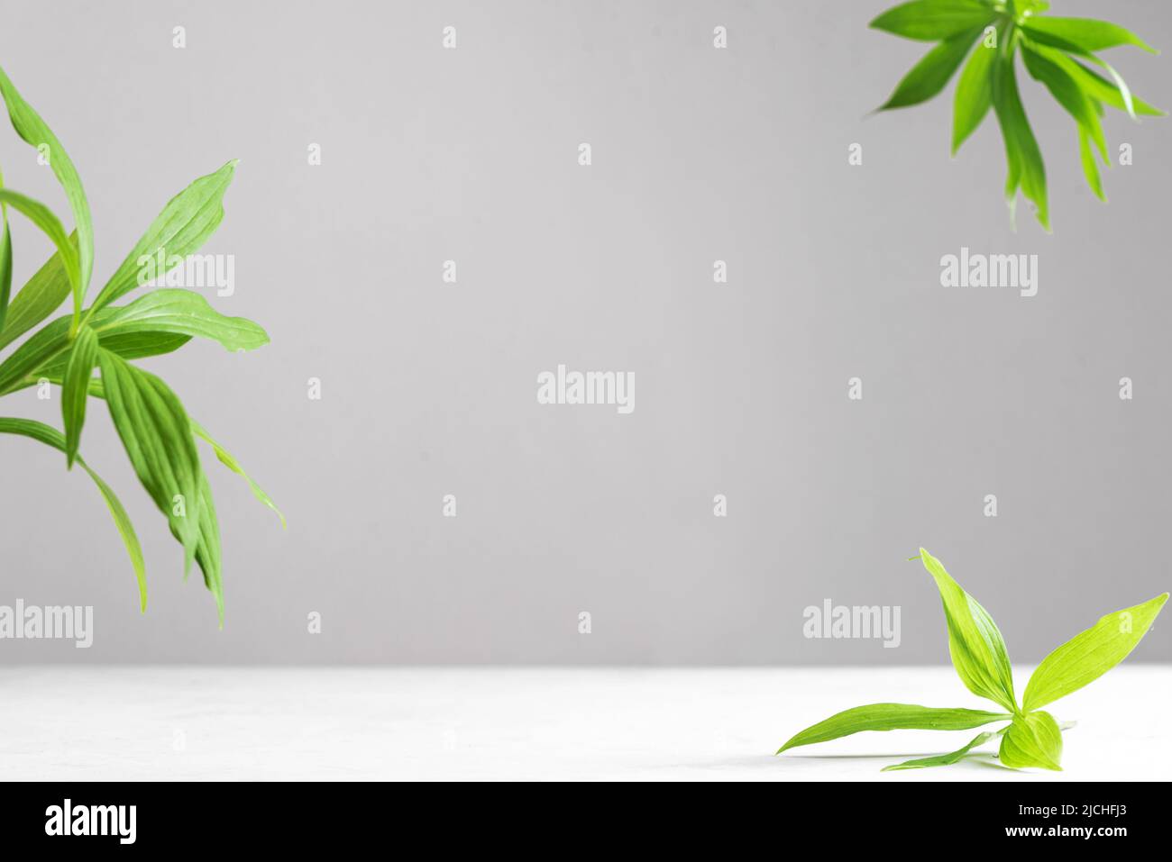 Empty table top, green leaves and gray backdrop, scene with copy space for your products presentation. Empty modern minimal mock up for cosmetic, skin Stock Photo
