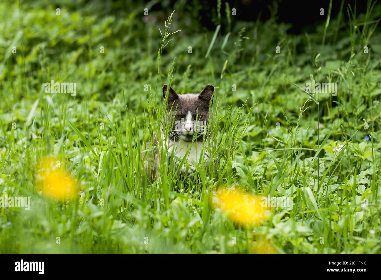 gray cat with a white collar sits in a tall green grass by the red bushes and looks into the cell in hiding. Mouse hunting for cats. Stock Photo