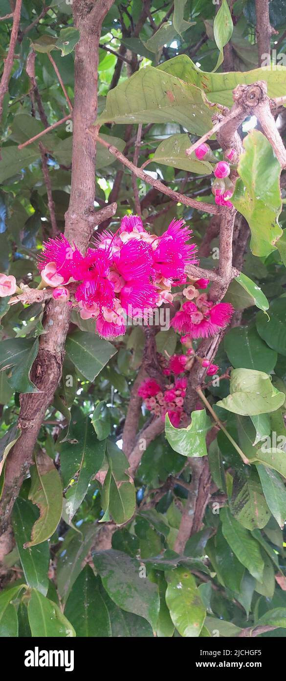 Jambo-rosa, Syzygium jambos, São Cristovão, Sergipe, Brazil Stock Photo