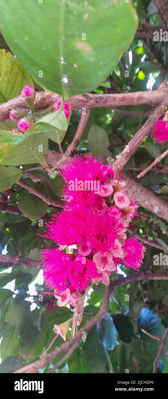 Jambo-rosa, Syzygium jambos, São Cristovão, Sergipe, Brazil Stock Photo