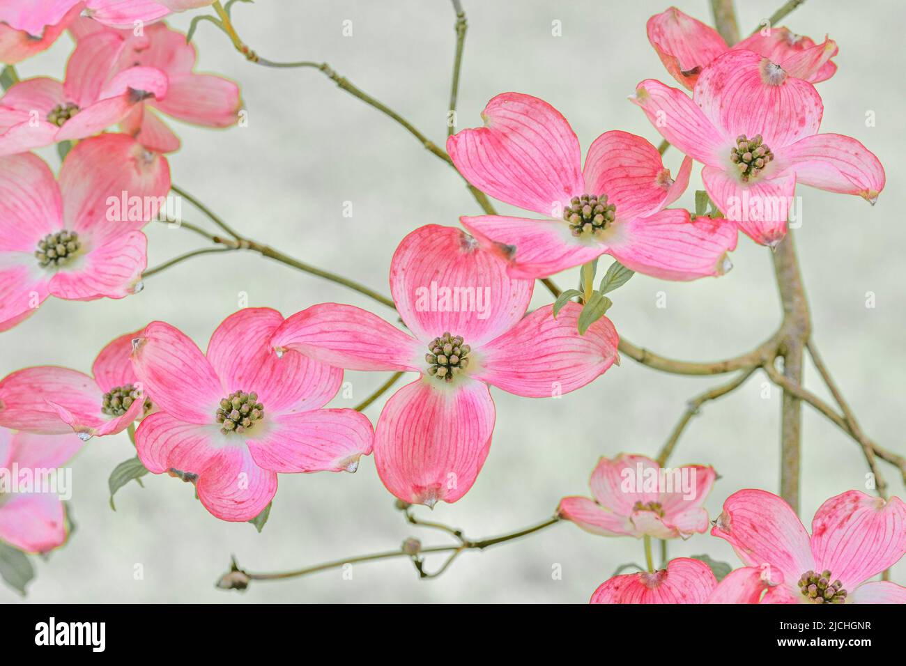 Pink dogwood flowers Stock Photo Alamy