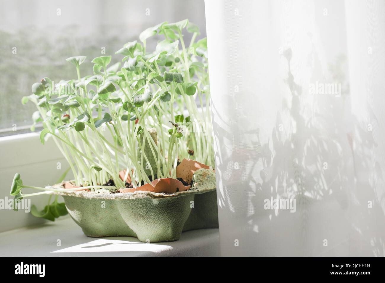 Garden on windowsill. healthy lifestyle, home gardening concept