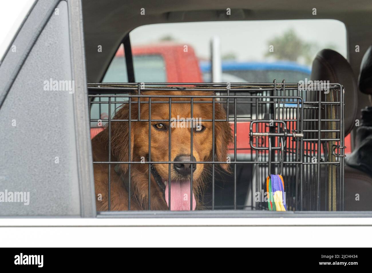 Cute brown dog sitting in a cage in a car and looking out the open window. There is mist on the triangular car window. Stock Photo