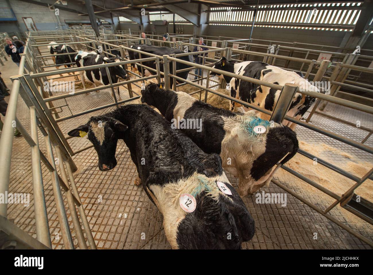 Livetsock in pens, Carmarthen Livestock Mart, Carmarthenshire, Wales, UK Stock Photo Alamy