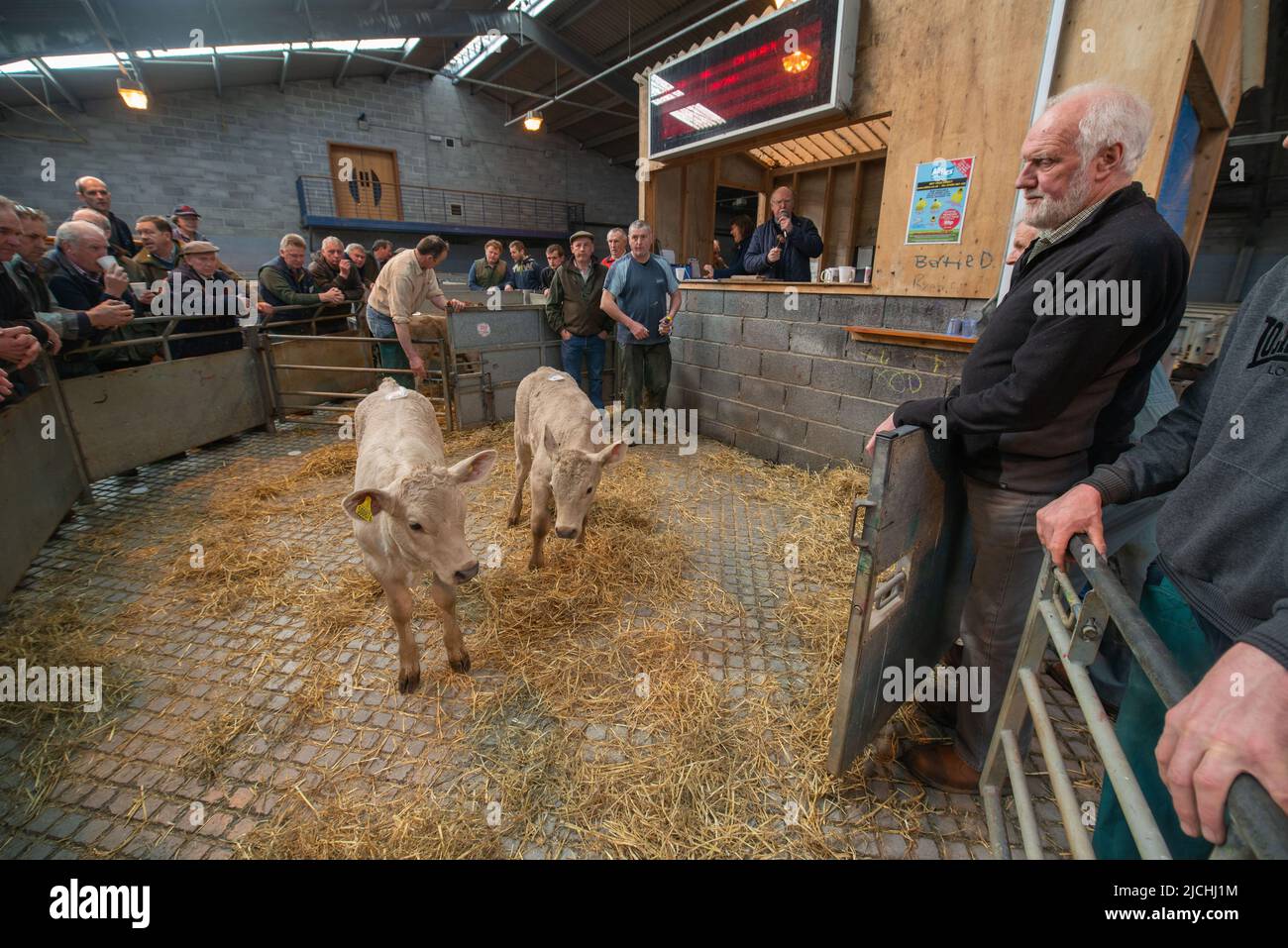 Cattle ring hi-res stock photography and images - Alamy