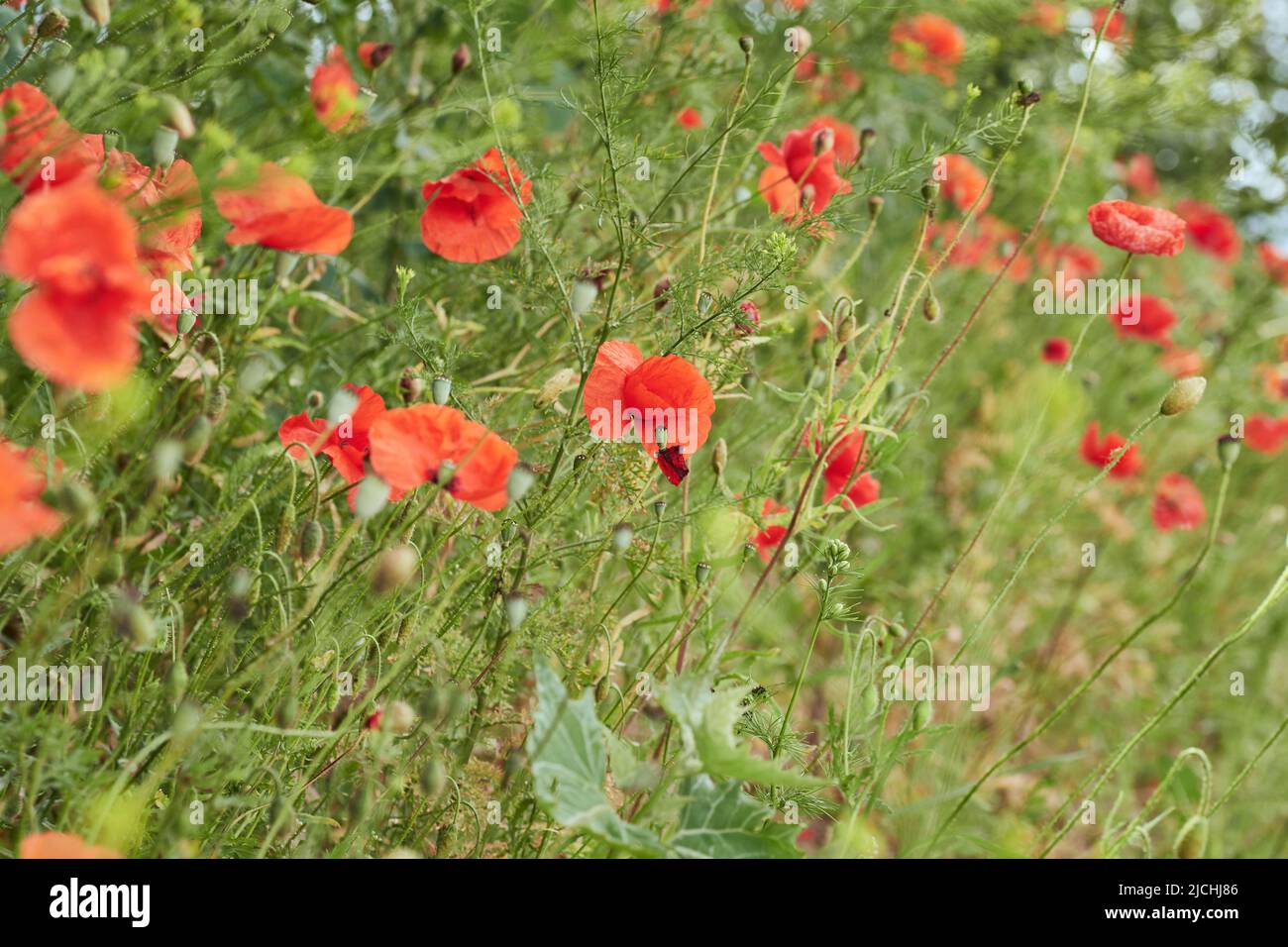 Red poppy meadow in spring Stock Photo