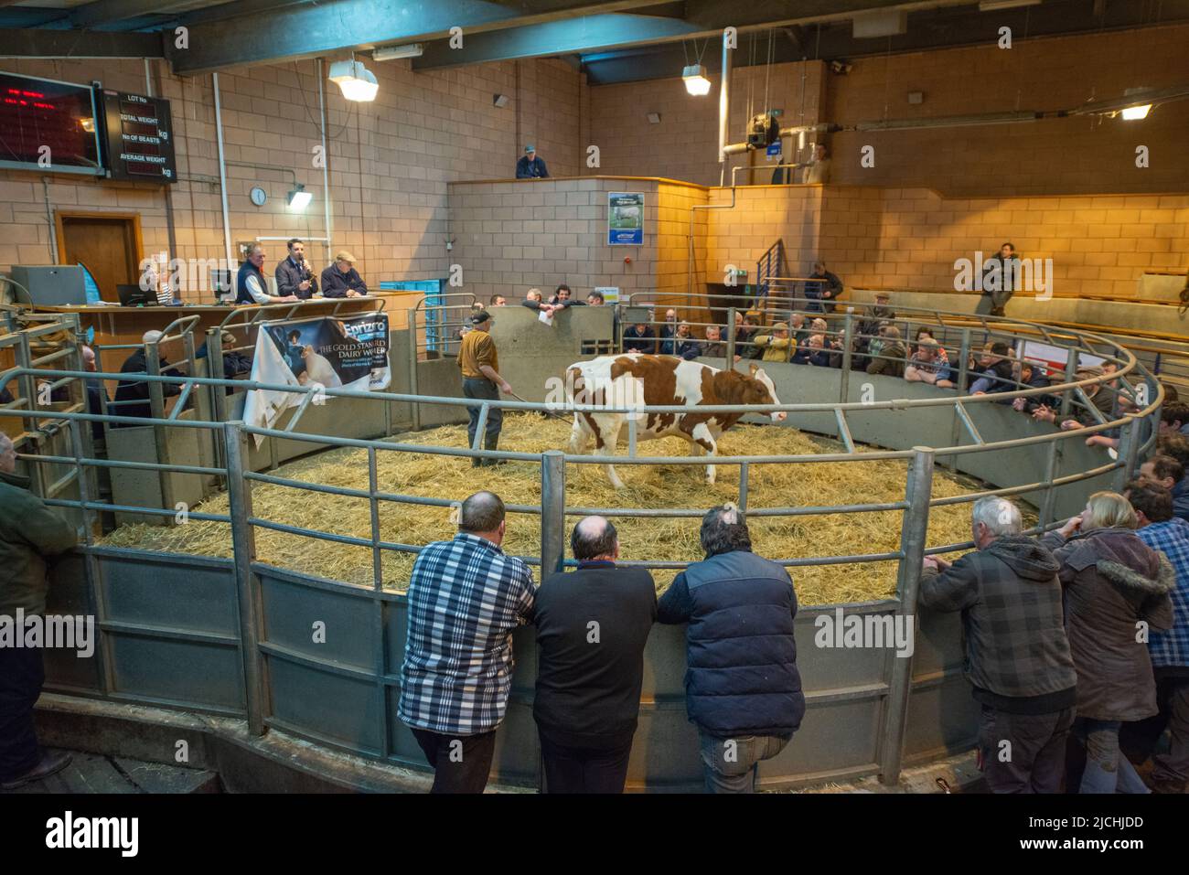 Cattle being auctioned in ring, Carmarthen Livestock Mart