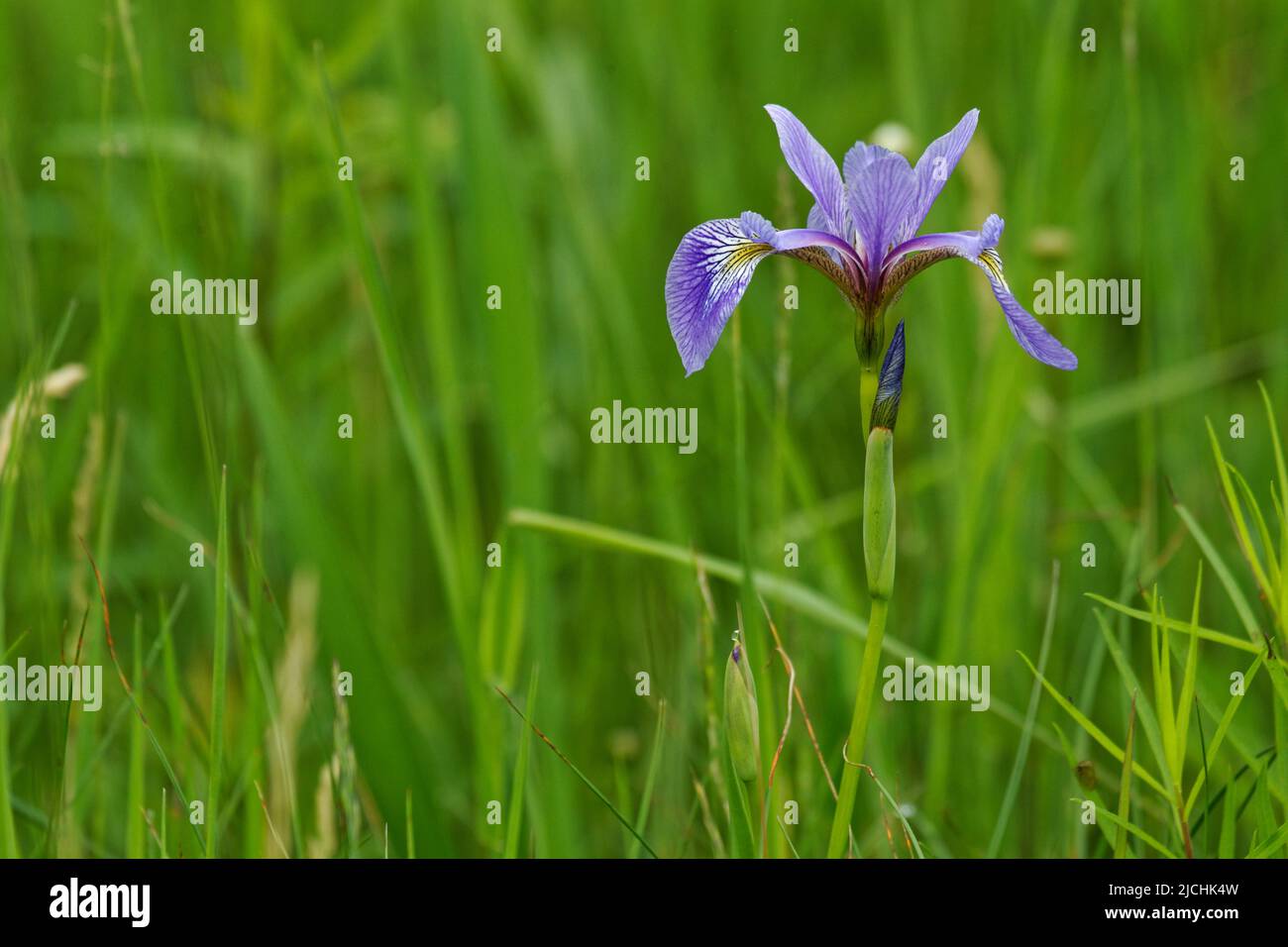 Purple Iris growing in a field. Quebec,Canada Stock Photo