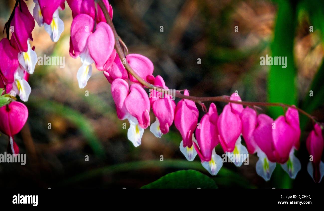 Pacific Bleeding heart Riley Park Calgary Alberta Stock Photo - Alamy
