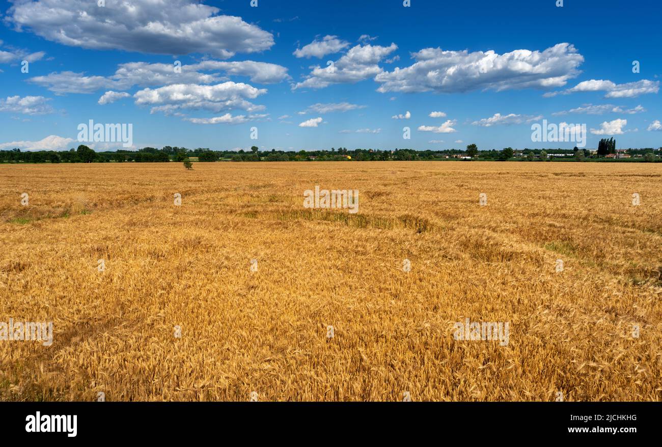Ripe golden wheat field  with blue sky and white clouds. Upper Po Valley in the province of Cuneo, Italy Stock Photo