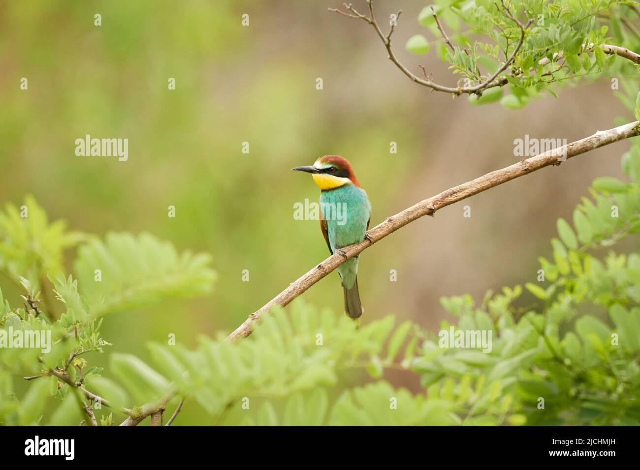 European bee-eater (Merops apiaster) perched on a tree branch Stock Photo