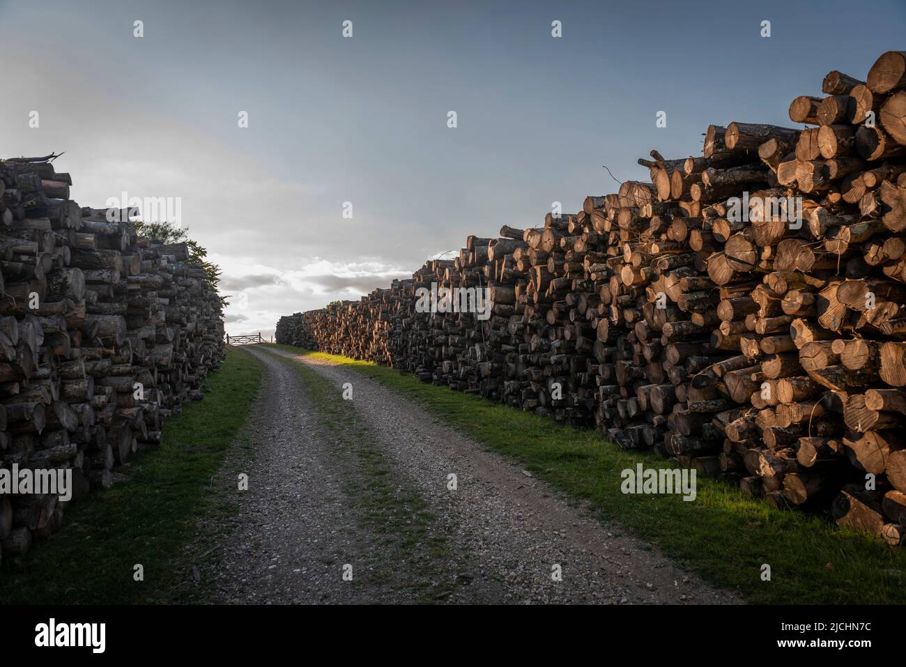 Canyon of timber logs on the Arundel Estate, West Sussex, UK Stock Photo