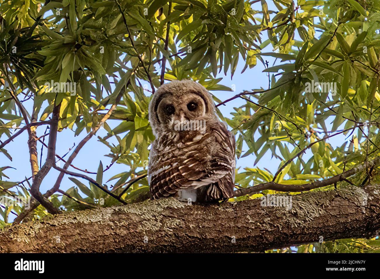 barred owl Stock Photo
