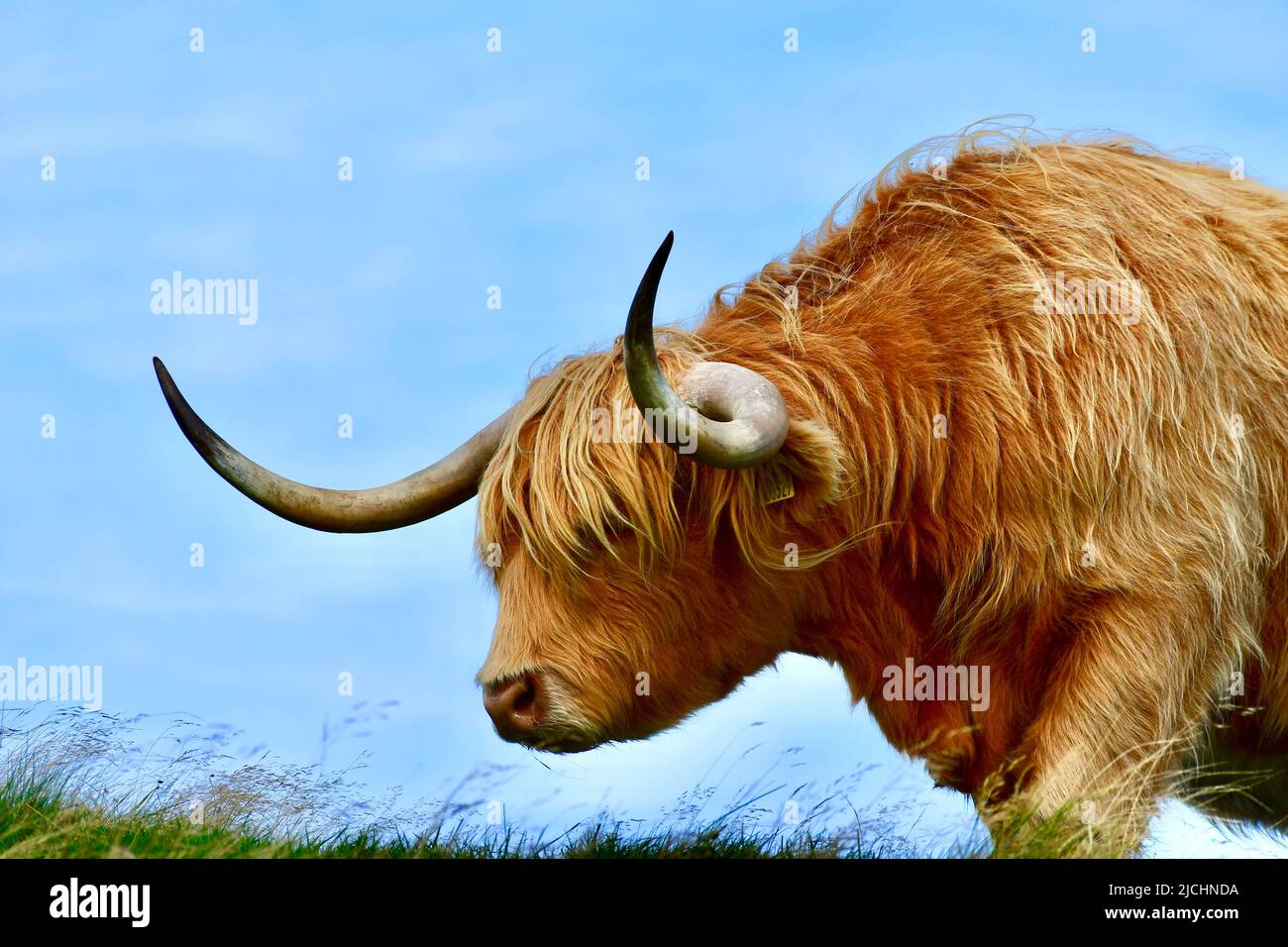 highland cows in scotland (edinburgh Stock Photo Alamy