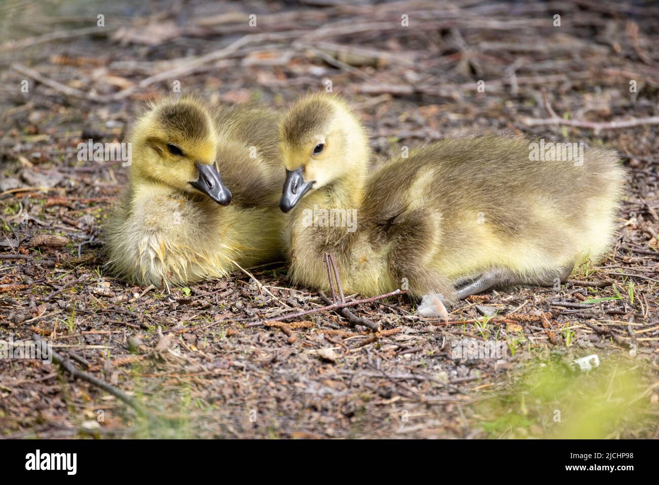 Two Baby Canada Geese, Branta canadensis, or goslings Resting on the ground. High quality photo Stock Photo