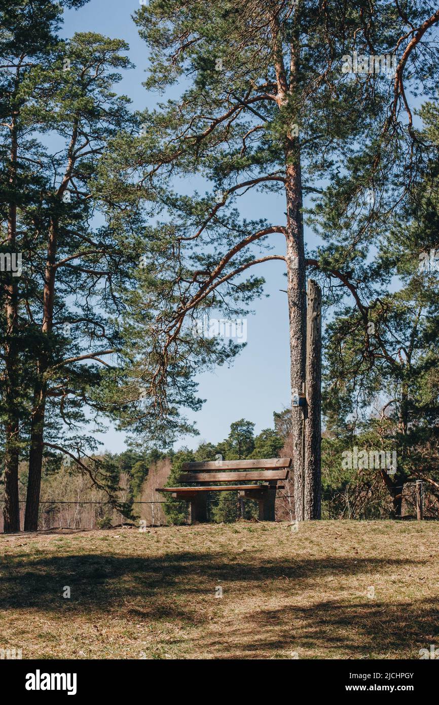 Resting place on a hiking trail with a wooden bench under the green pine forest. Stock Photo